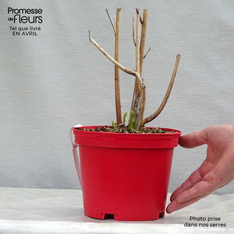 Hibiscus moscheutos PLANET Griotte - Hibisco moschetos Maceta 3L/4L Ejemplar entregado en la primavera