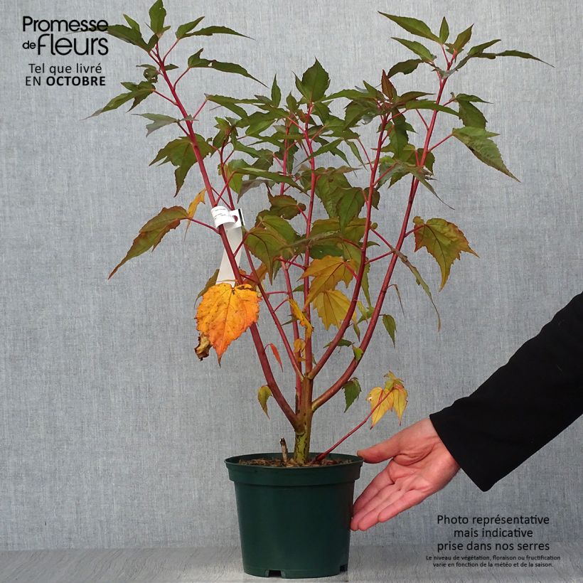 Ejemplar de Hibiscus moscheutos PLANET Griotte - Hibisco moschetos Maceta 3L/4L entregado en otoño