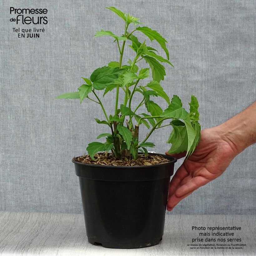 Ejemplar de Hibiscus moscheutos PLANET Griotte - Hibisco moschetos Maceta 3L/4L entregado en verano
