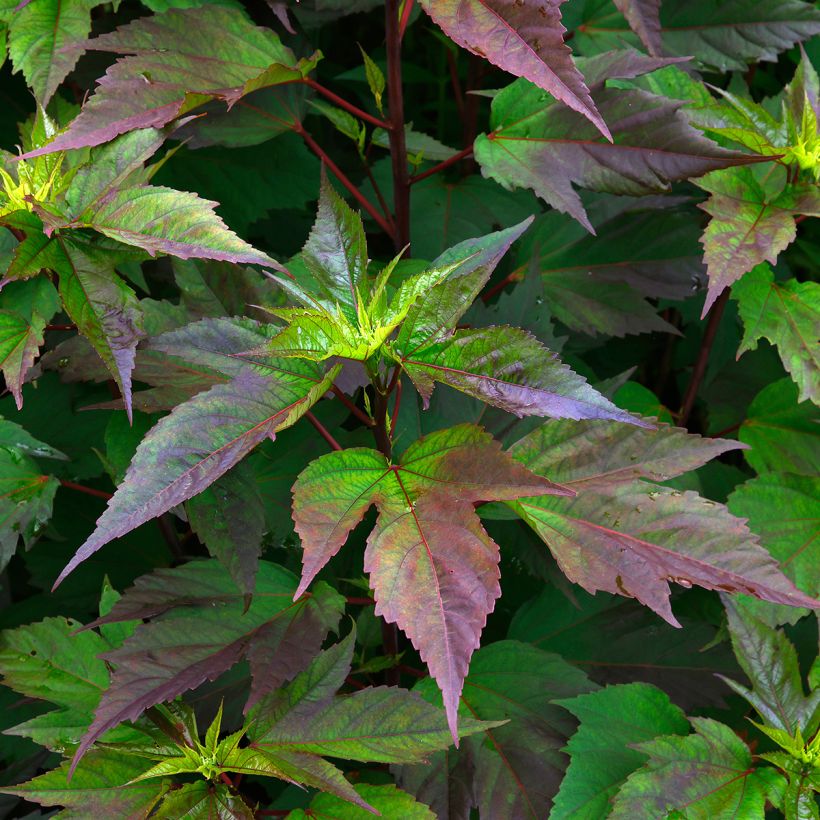 Hibiscus moscheutos PLANET Griotte - Hibisco moschetos (Follaje)