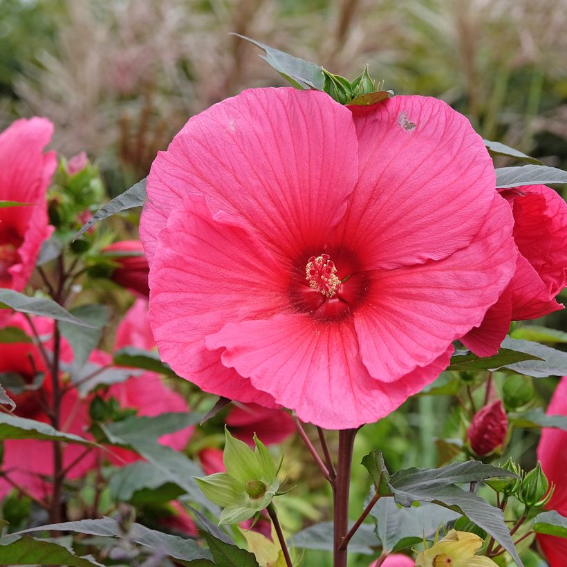 Hibiscus moscheutos PLANET Griotte - Hibisco moschetos (Floración)