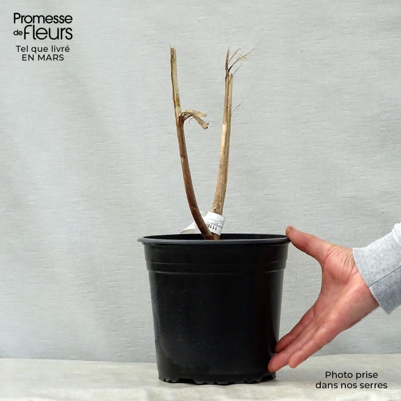 Hibiscus moscheutos PLANET Solène - Hibisco moschetos Maceta 3L/4L Ejemplar entregado en la primavera