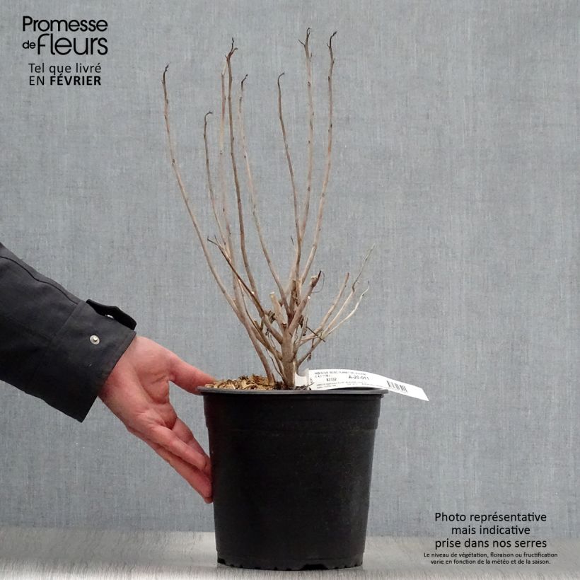 Hibiscus moscheutos PLANET Solène - Hibisco moschetos Maceta 3L/4L Ejemplar entregado en invierno