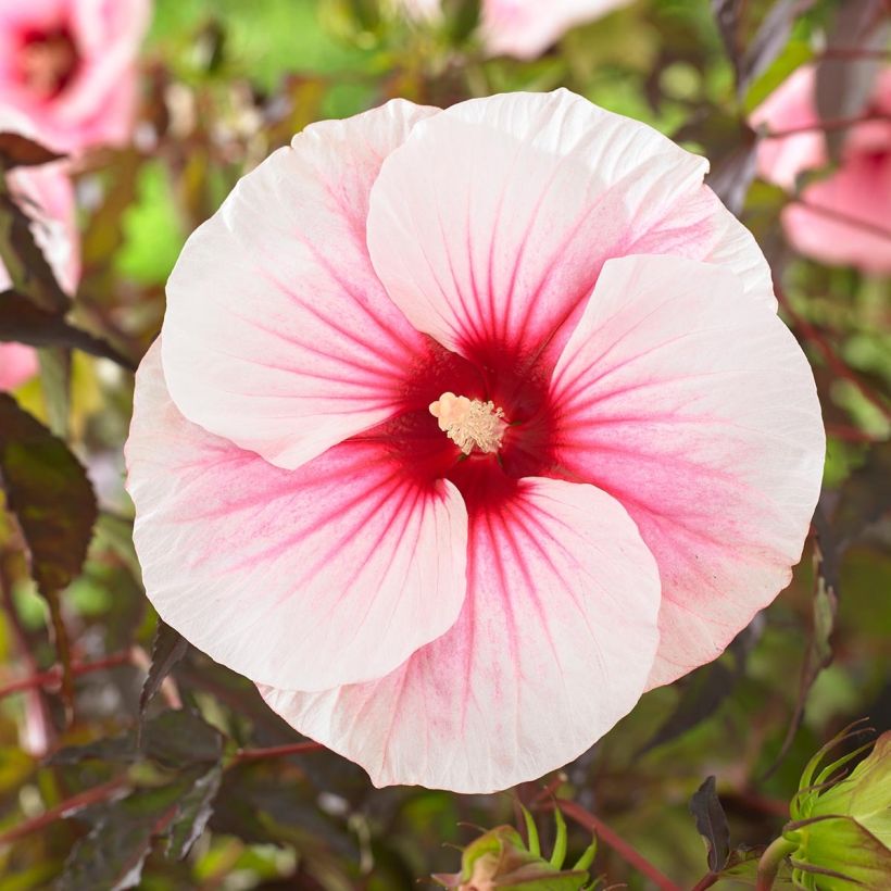 Hibiscus moscheutos Pink Candy - Hibisco moschetos (Floración)