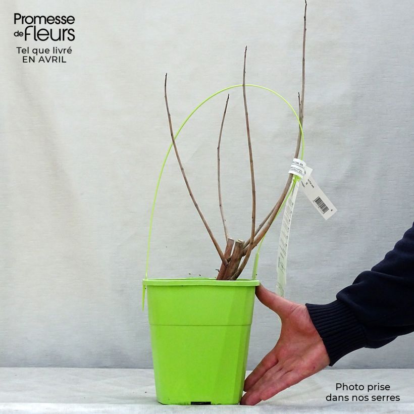 Hibiscus moscheutos Pink Candy - Hibisco moschetos Maceta 3L/4L Ejemplar entregado en la primavera