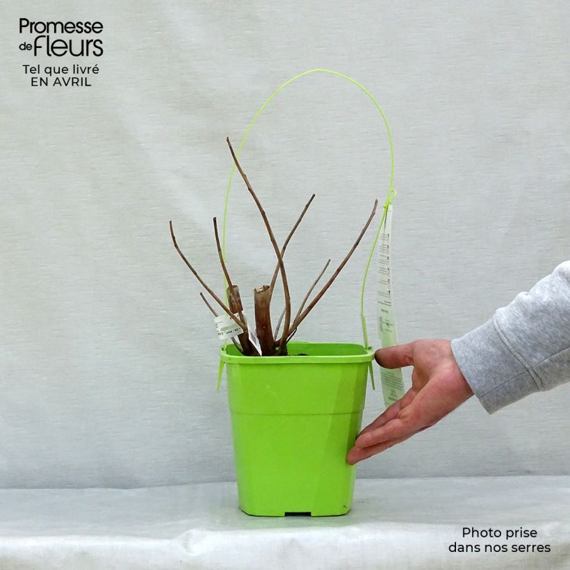 Hibiscus moscheutos Pink Passion - Hibisco moschetos Maceta 3L/4L Ejemplar entregado en la primavera