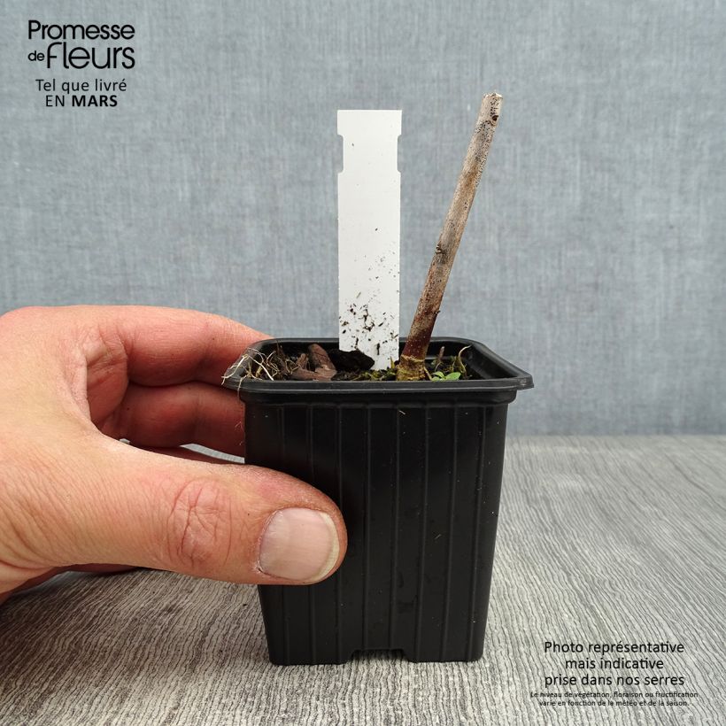 Hibiscus moscheutos Pink Passion - Hibisco moschetos Maceta de 8/9 cm Ejemplar entregado en invierno