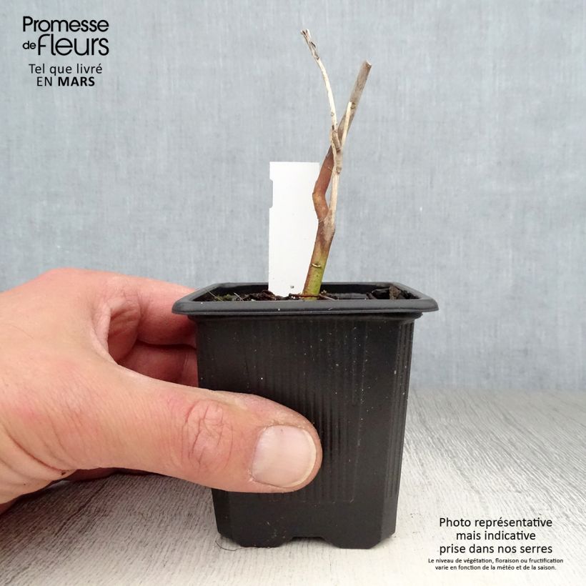 Hibiscus moscheutos Pink Passion - Hibisco moschetos Maceta de 8/9 cm Ejemplar entregado en la primavera