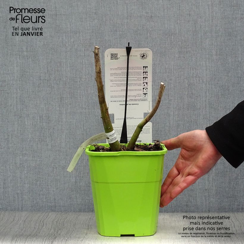 Hibiscus moscheutos Pink Passion - Hibisco moschetos Maceta 3L/4L Ejemplar entregado en invierno