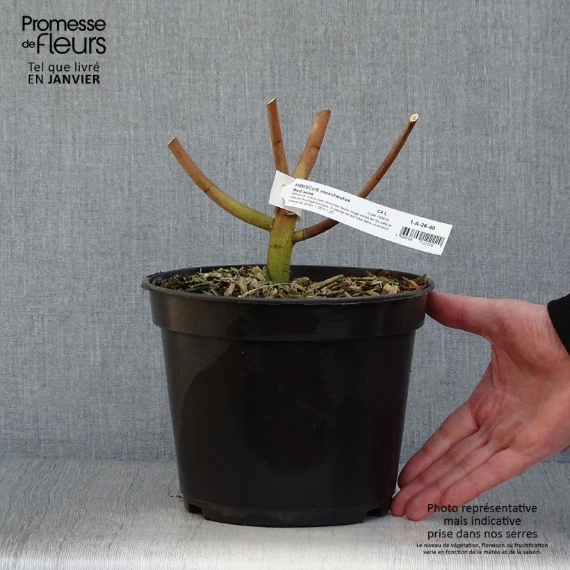 Hibiscus moscheutos Red Wine - Hibisco moschetos Maceta 4L/5L Ejemplar entregado en invierno