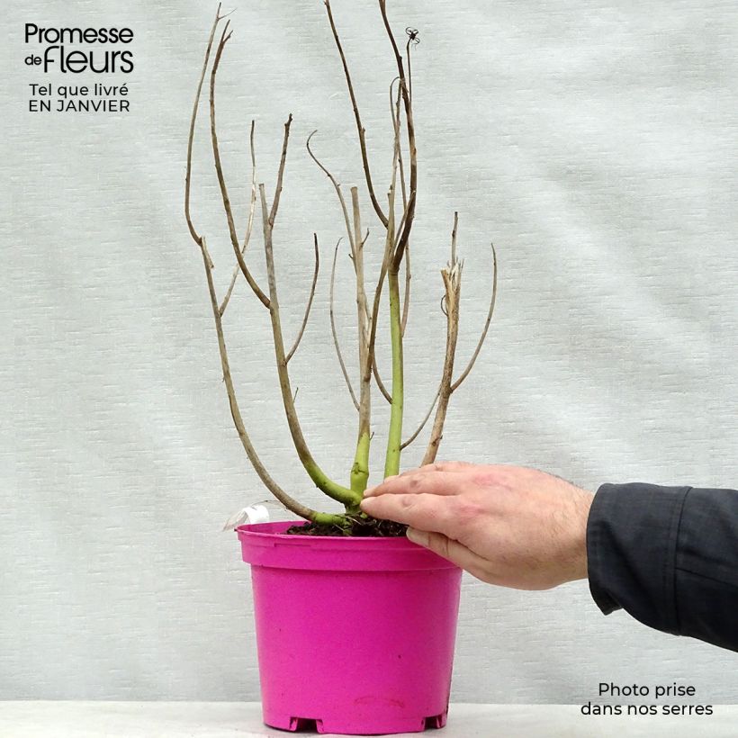 Hibiscus moscheutos Rosa - Hibisco moschetos Maceta 2L/3L Ejemplar entregado en invierno