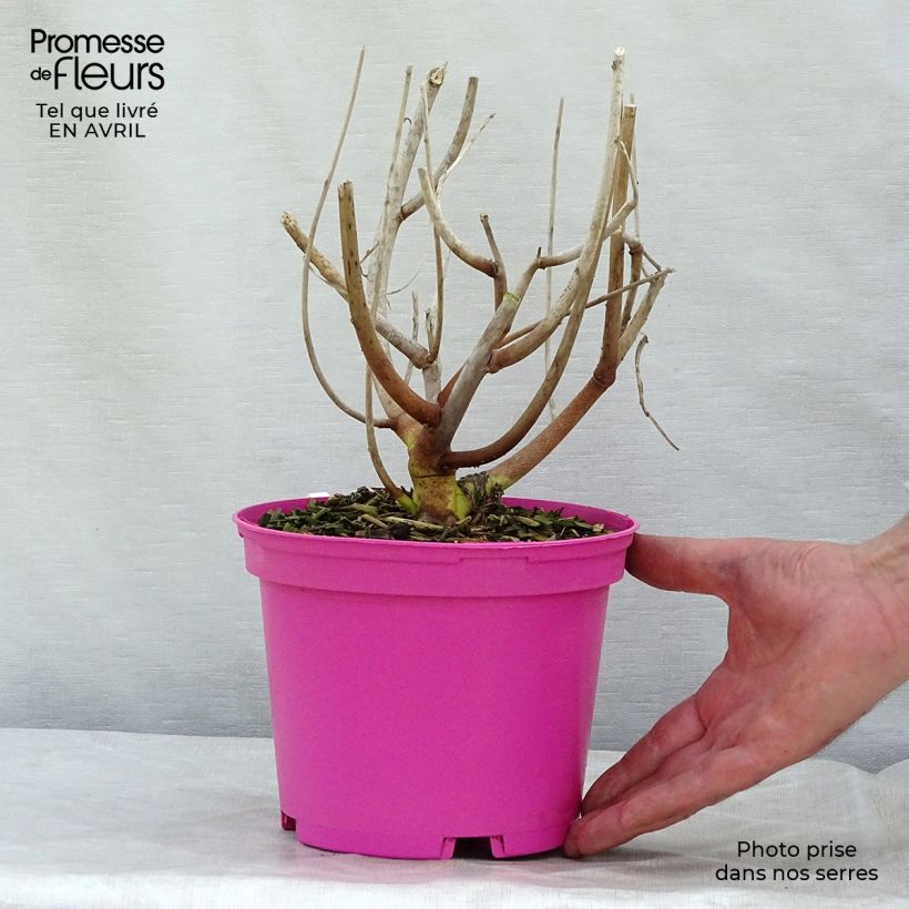 Hibiscus moscheutos Rosa - Hibisco moschetos Maceta 2L/3L Ejemplar entregado en la primavera