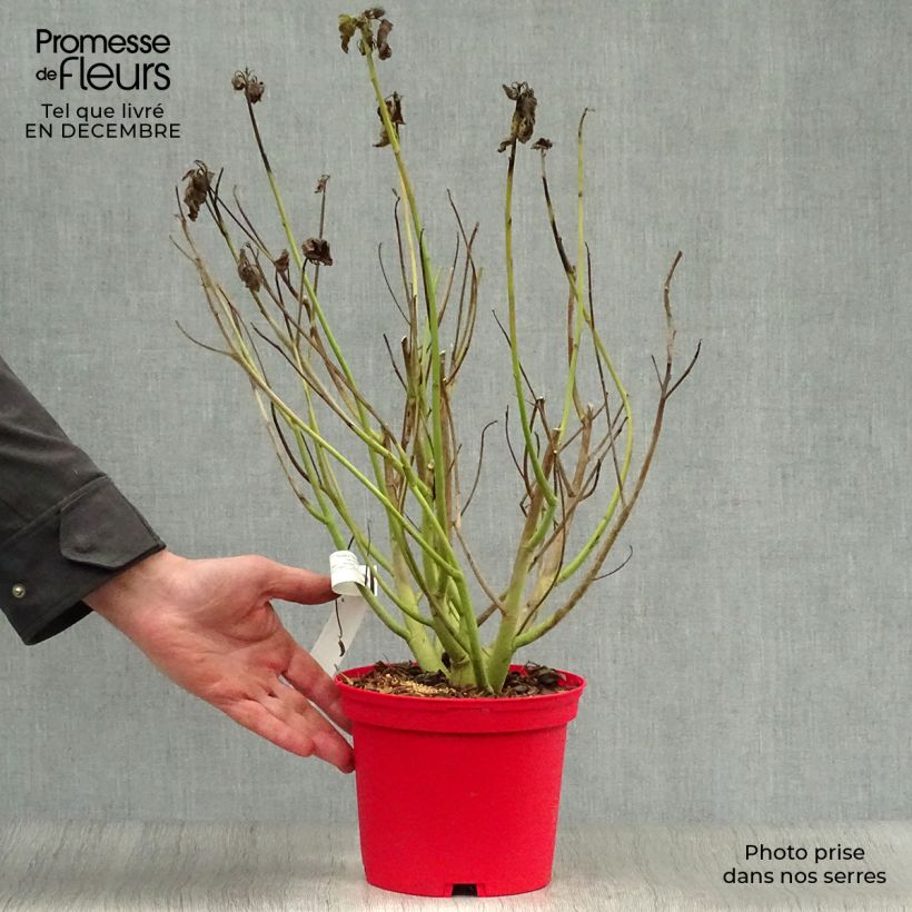 Hibiscus moscheutos Red - Hibisco moschetos Maceta 2L/3L Ejemplar entregado en invierno