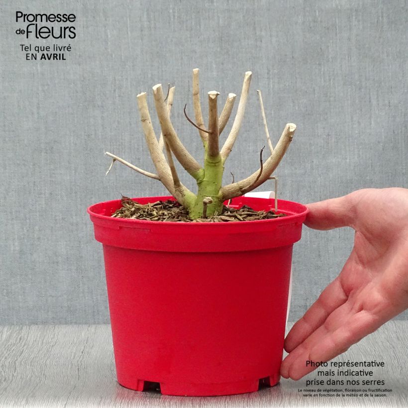 Hibiscus moscheutos Red - Hibisco moschetos Maceta 2L/3L Ejemplar entregado en la primavera