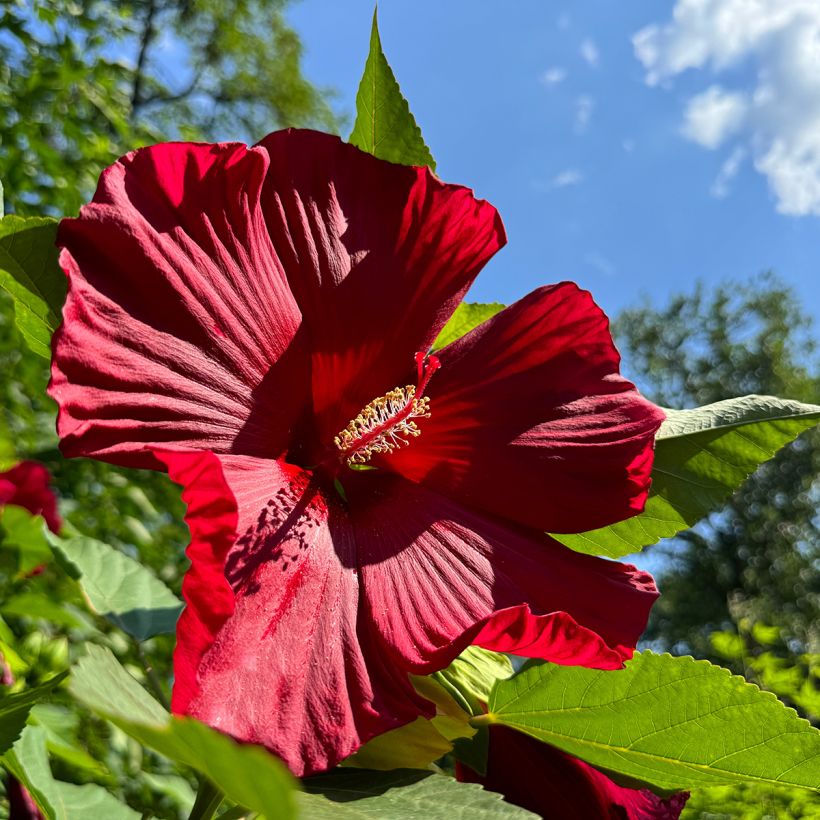Hibiscus moscheutos Red - Hibisco moschetos (Floración)