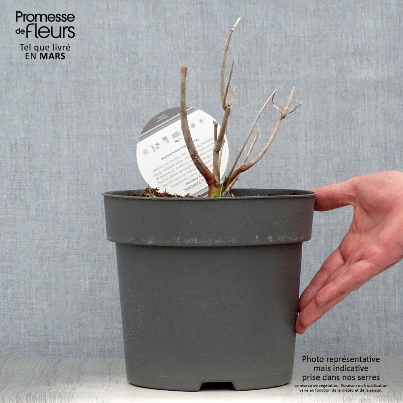 Hibiscus moscheutos Summerific Berry Awesome - Hibisco moschetos Maceta 3L/4L Ejemplar entregado en la primavera