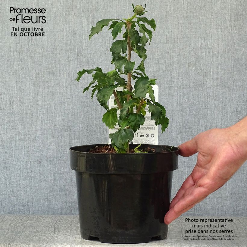 Ejemplar de Altea Azurri - Hibiscus syriacus Maceta 2L/3L entregado en otoño