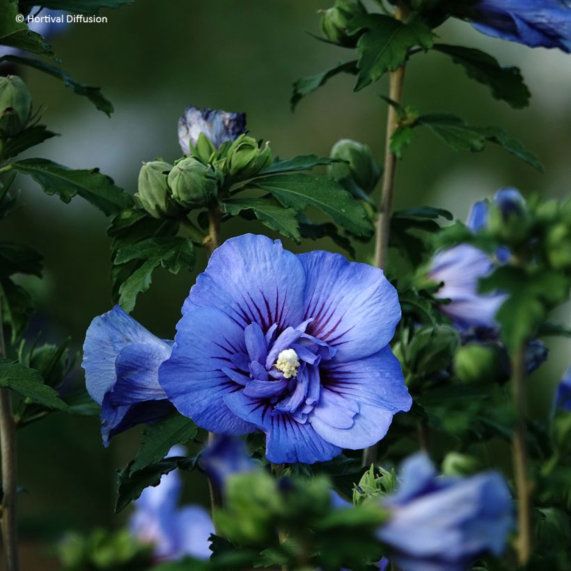 Altea Beautifull Cobalt - Hibiscus syriacus (Floración)