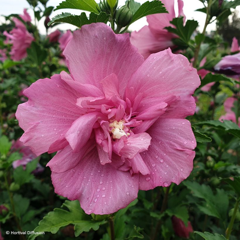 Altea Beautifull Magenta - Hibiscus syriacus (Floración)