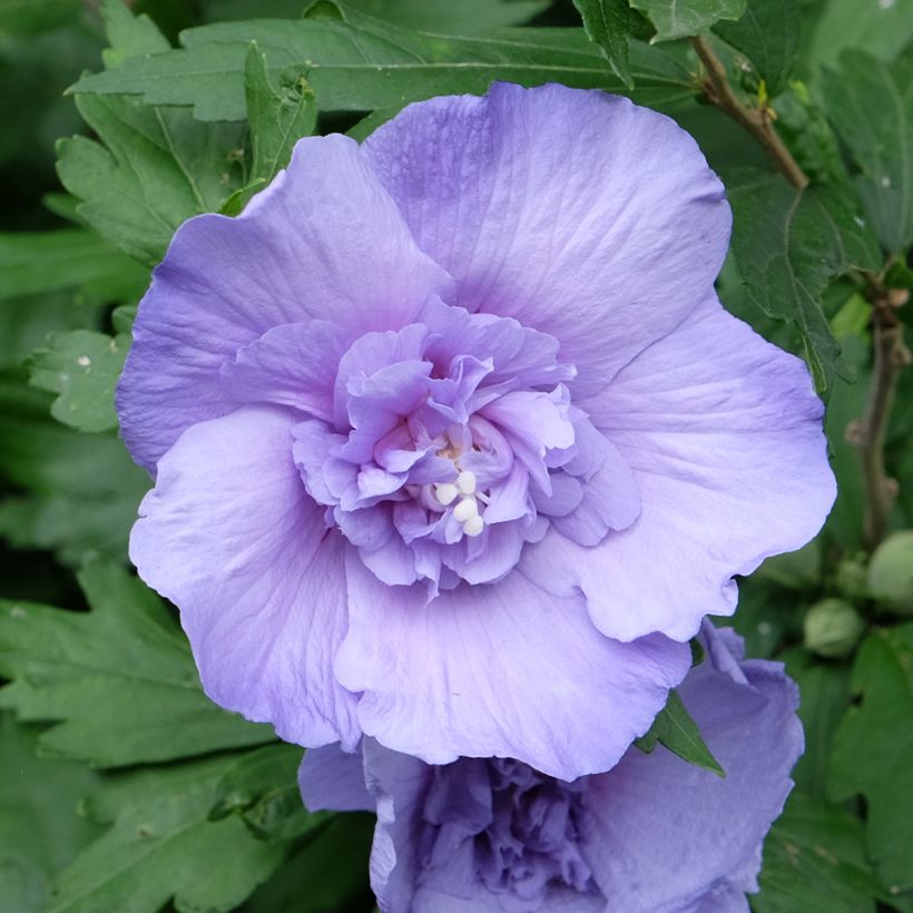 Altea Blue Chiffon - Hibiscus syriacus (Floración)