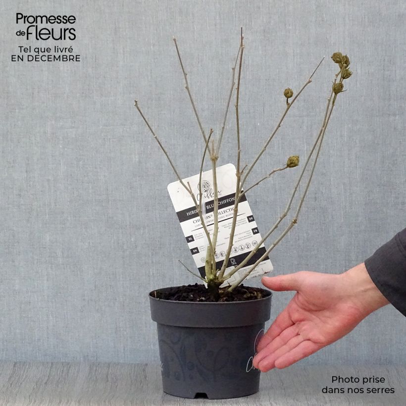 Altea Blue Chiffon - Hibiscus syriacus Maceta 2L/3L Ejemplar entregado en invierno