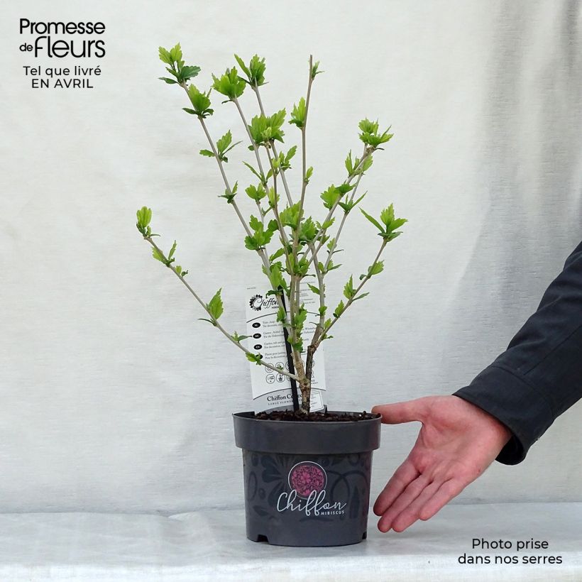 Altea Blue Chiffon - Hibiscus syriacus Maceta 2L/3L Ejemplar entregado en la primavera