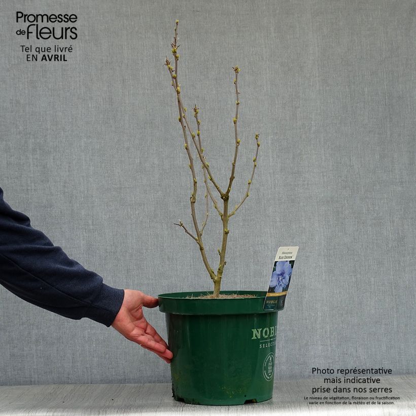 Altea Blue Chiffon - Hibiscus syriacus Maceta 6L/7L Ejemplar entregado en la primavera