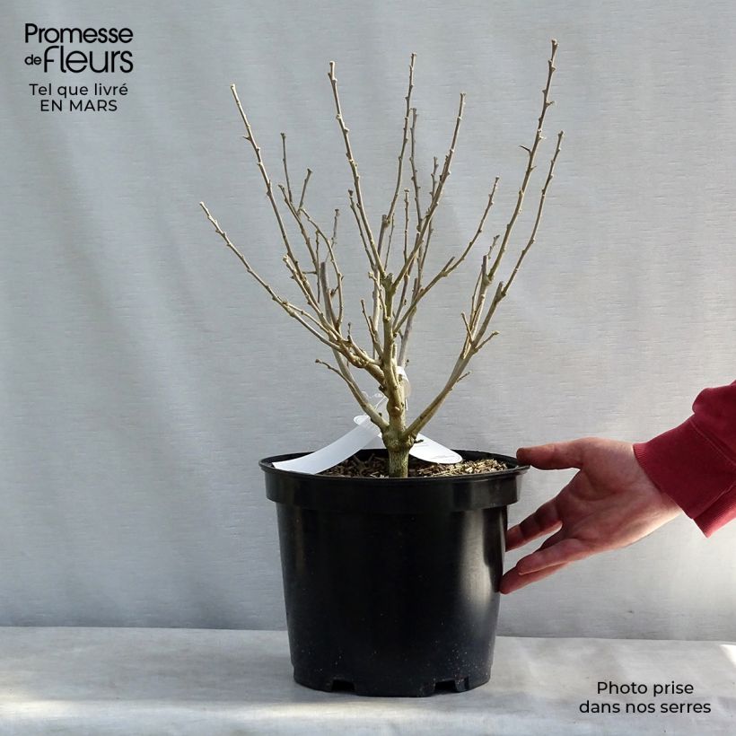 Altea Blue Chiffon - Hibiscus syriacus Maceta 6L/7L Ejemplar entregado en invierno