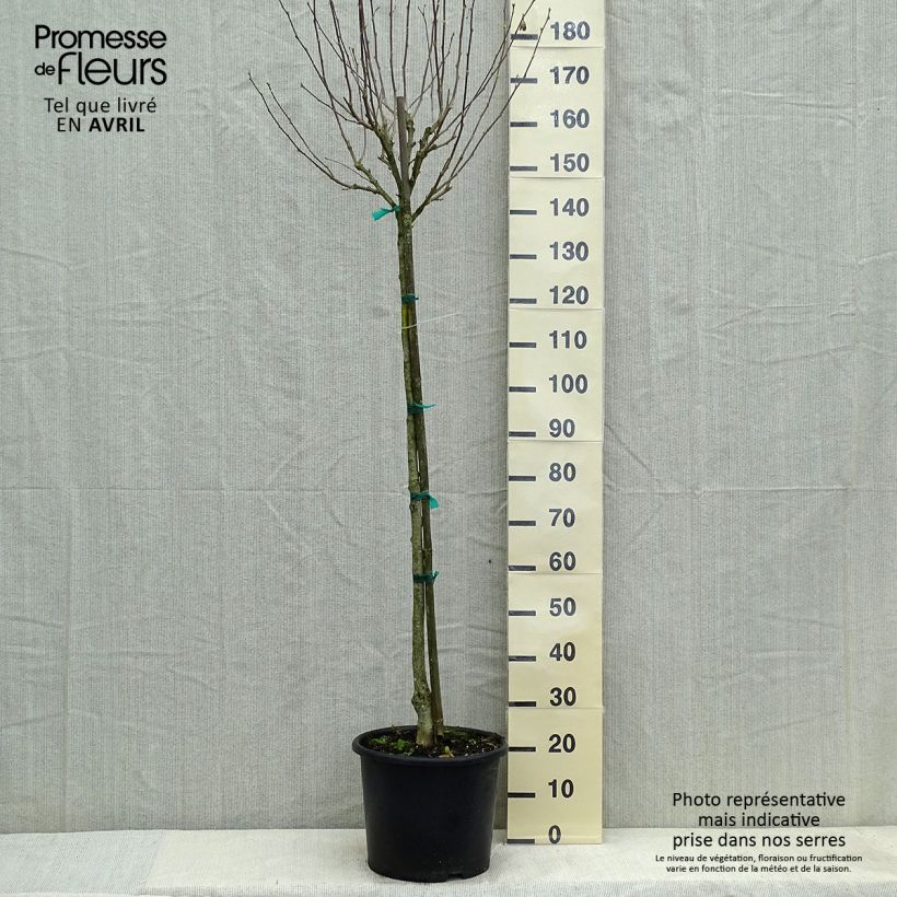 Altea China Chiffon - Hibiscus syriacus Maceta 12L/15L, Medio tallo Ejemplar entregado en la primavera