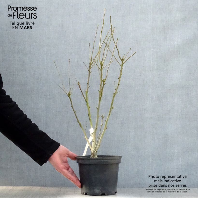 Altea Duc de Brabant - Hibiscus syriacus Maceta 3L/4L Ejemplar entregado en la primavera