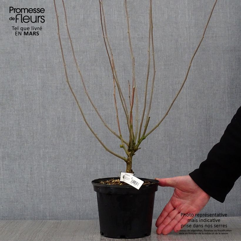 Altea Duc de Brabant - Hibiscus syriacus Maceta 3L/4L Ejemplar entregado en invierno