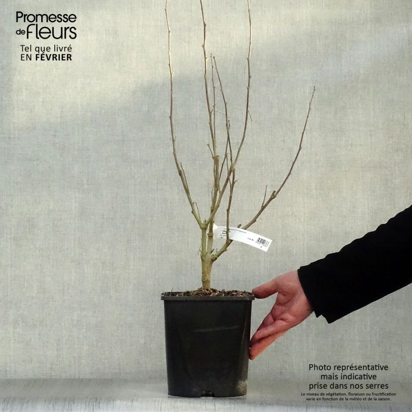 Hibiscus syriacus Eléonore - Altea Maceta 2L/3L Ejemplar entregado en invierno