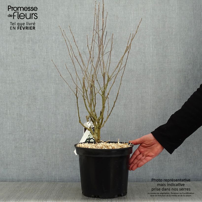 Hibiscus syriacus Eléonore - Altea Maceta 7,5L/10L Ejemplar entregado en invierno