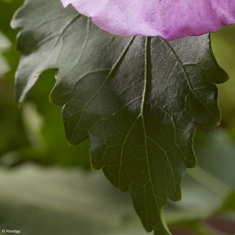 Hibiscus syriacus Flower Tower Purple - Altea (Follaje)