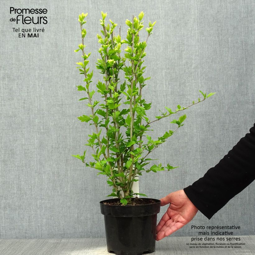 Hibisco Torre de Flores Rubí - Hibiscus syriacus Flower Tower Ruby Maceta 2L/3L Ejemplar entregado en la primavera