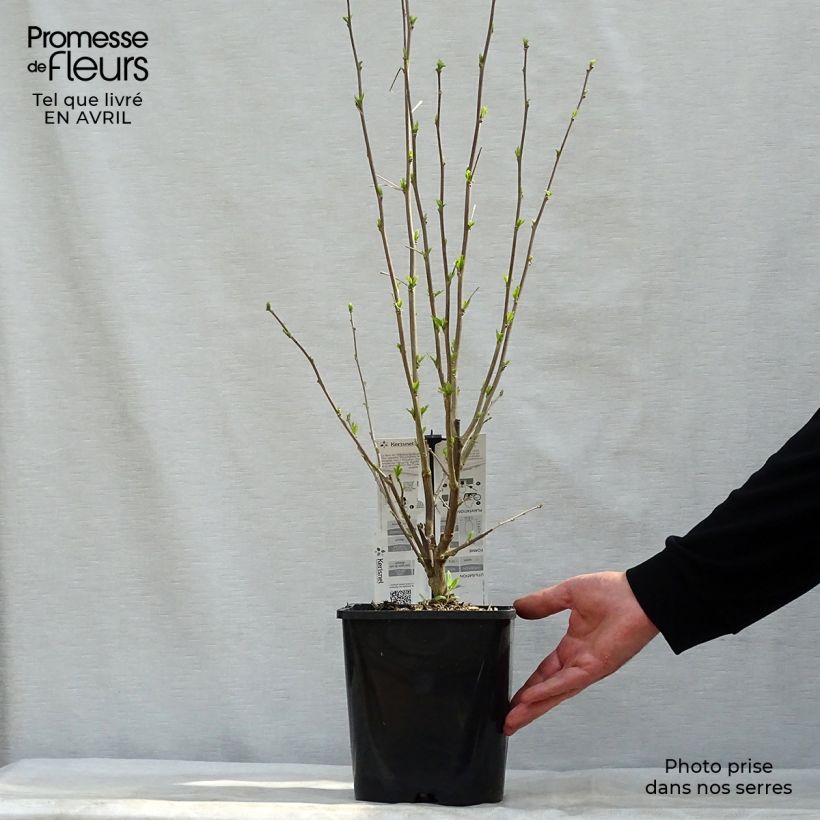 Hibiscus syriacus French Cabaret Pastel - Altea Maceta 3L/4L Ejemplar entregado en la primavera