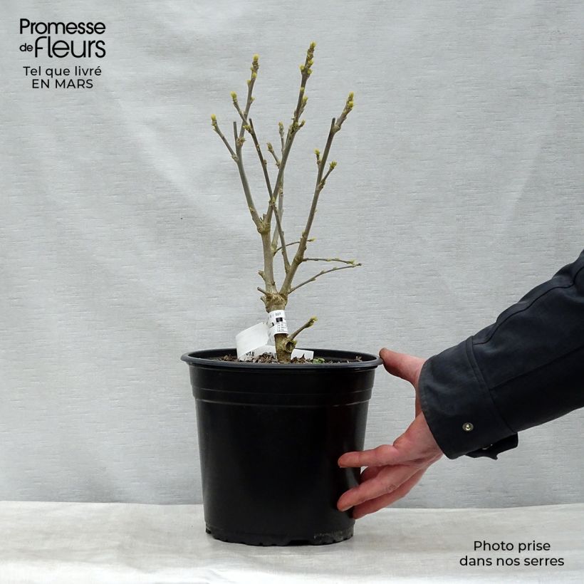 Hibiscus syriacus French point - Altea Maceta 4L/5L Ejemplar entregado en la primavera