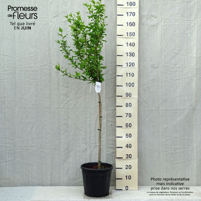 Hibiscus syriacus Hamabo - Altea Maceta 7,5L/10L, Medio tallo Ejemplar entregado en la primavera