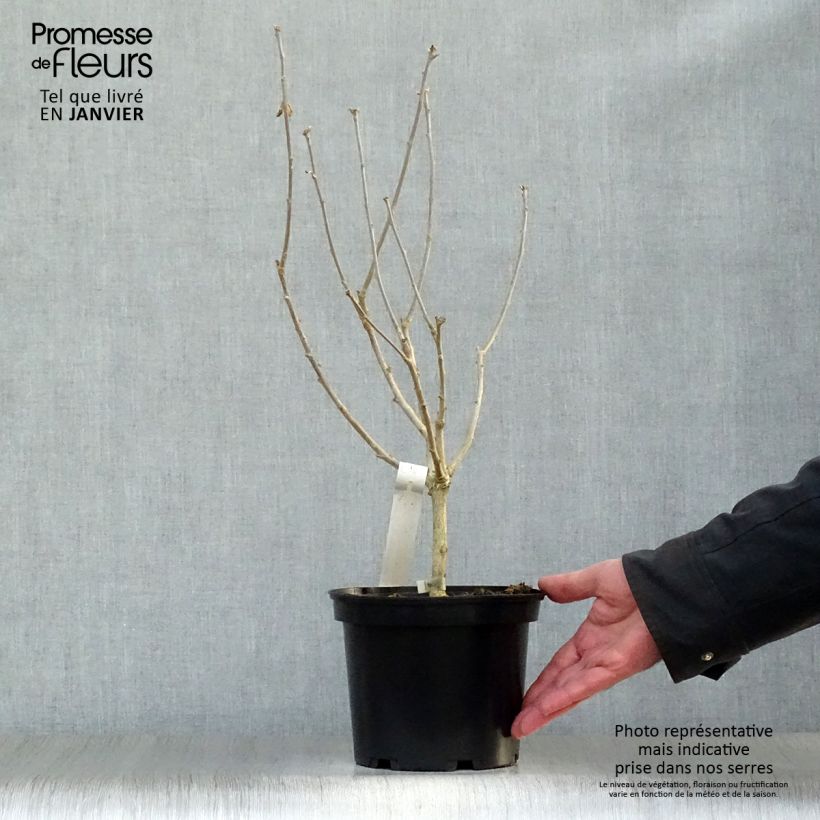 Hibiscus syriacus Hamabo - Altea Maceta 3L/4L Ejemplar entregado en invierno