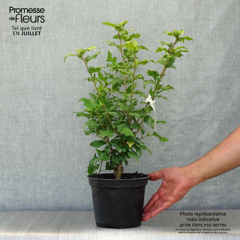 Ejemplar de Hibiscus syriacus Hamabo - Altea Maceta 3L/4L entregado en verano