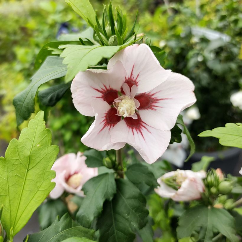 Hibiscus syriacus Hamabo - Altea (Floración)