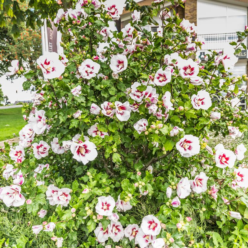 Hibiscus syriacus Hamabo - Altea (Porte)