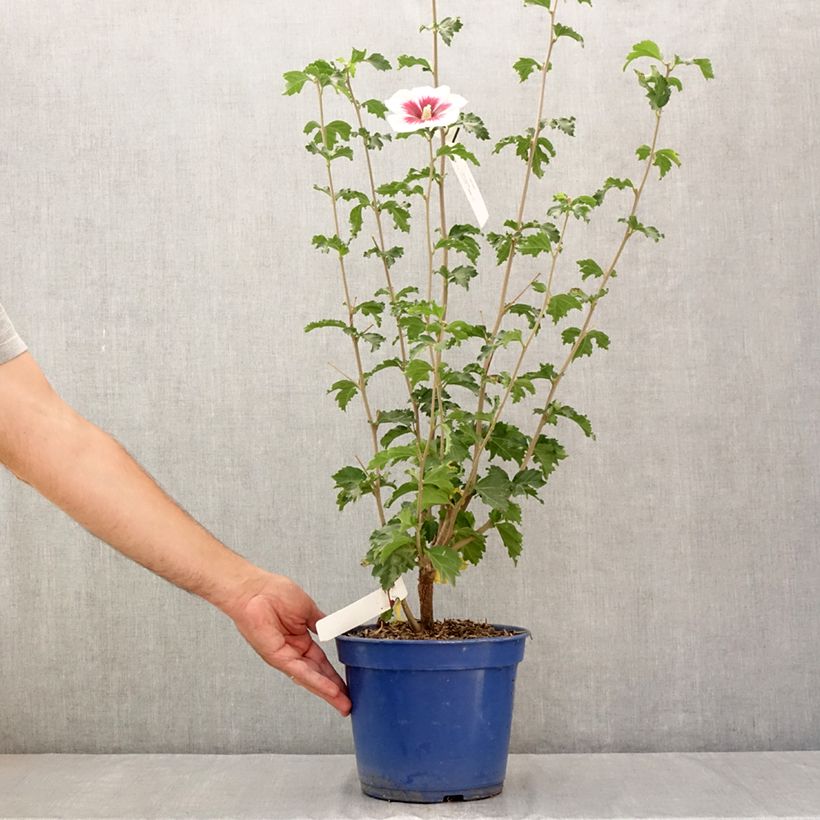 Ejemplar de Hibiscus syriacus Hibisa Blanco - Rosa de Siria Maceta 3L/4L entregado en verano