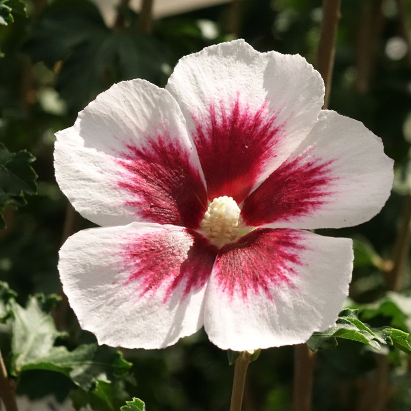 Hibiscus syriacus Hibisa Blanco - Rosa de Siria (Floración)