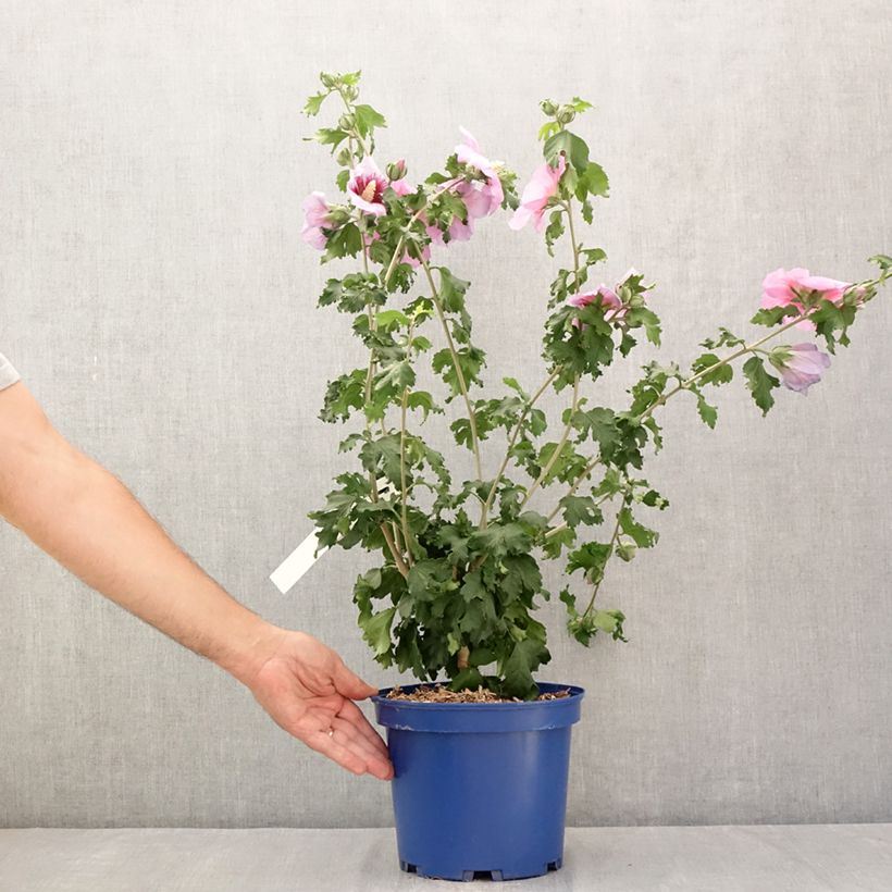 Ejemplar de Hibiscus syriacus Hibisa Cocktail - Rosa de Siria Maceta 3L/4L entregado en verano