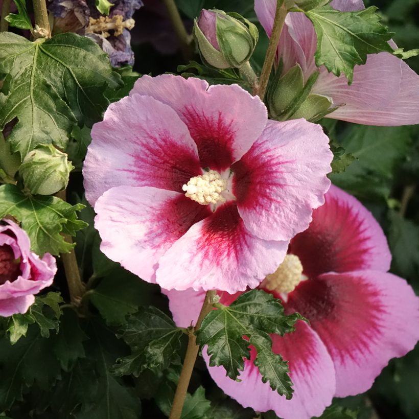 Hibiscus syriacus Hibisa Cocktail - Rosa de Siria (Floración)