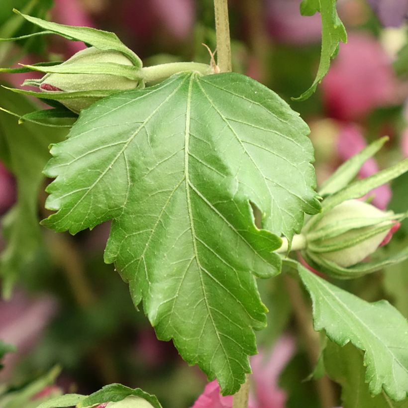 Hibiscus syriacus Hibisa Rosada - Rosa de Siria (Follaje)
