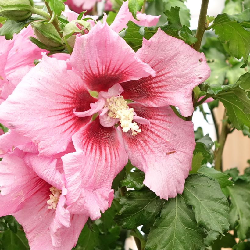 Hibiscus syriacus Hibisa Rosada - Rosa de Siria (Floración)
