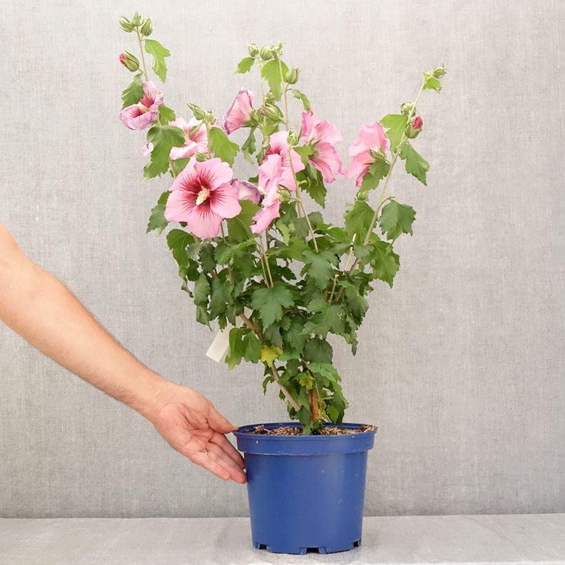 Ejemplar de Hibiscus syriacus Hibisa Rosada - Rosa de Siria Maceta 3L/4L entregado en verano