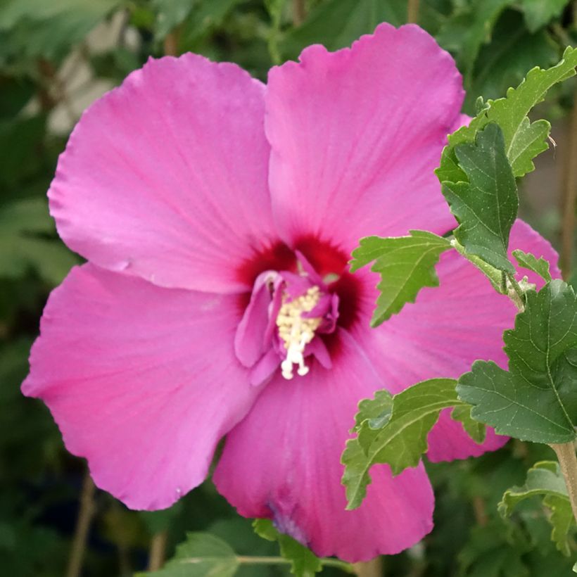 Hibiscus syriacus Hibisa Sangria - Rosa de Siria (Floración)
